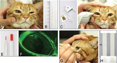 selected tear film tests in healthy cats|Reference values, intertest correlations, and test .